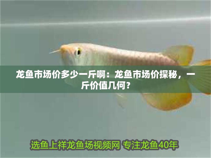 龍魚市場價多少一斤啊：龍魚市場價探秘，一斤價值幾何？