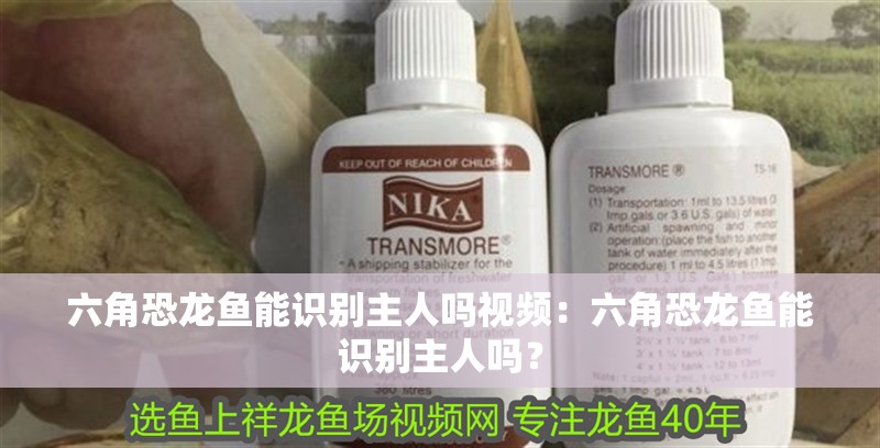 六角恐龍魚能識別主人嗎視頻：六角恐龍魚能識別主人嗎？