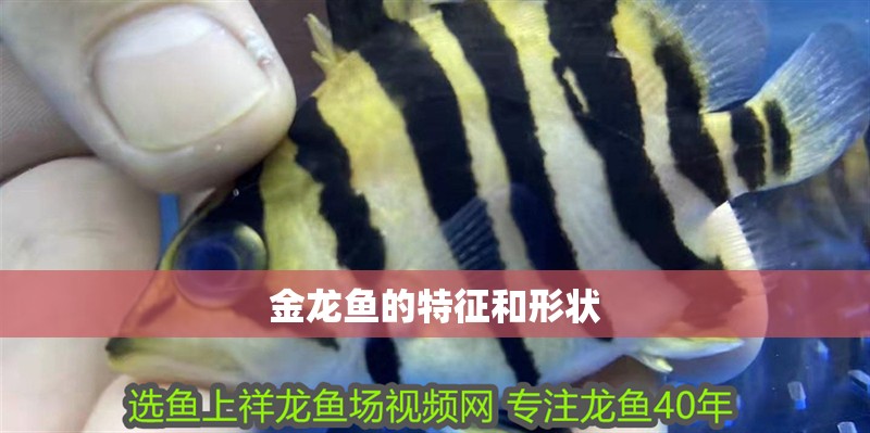 金龍魚的特征和形狀