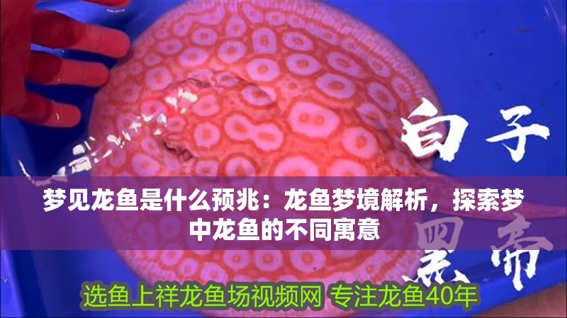 夢見龍魚是什么預兆：龍魚夢境解析，探索夢中龍魚的不同寓意