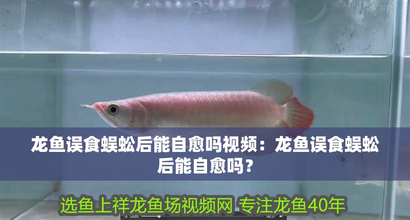 龍魚誤食蜈蚣后能自愈嗎視頻：龍魚誤食蜈蚣后能自愈嗎？