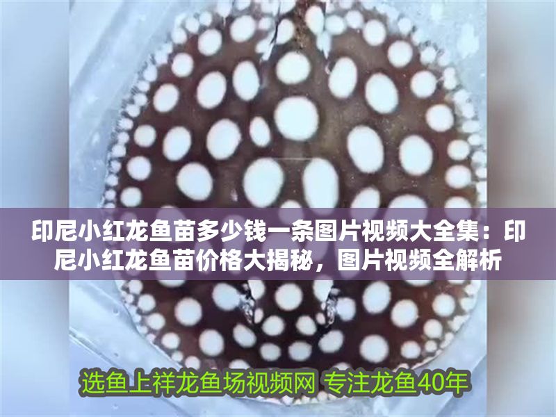 印尼小紅龍魚苗多少錢一條圖片視頻大全集：印尼小紅龍魚苗價(jià)格大揭秘，圖片視頻全解析