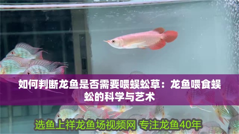 如何判斷龍魚是否需要喂蜈蚣草：龍魚喂食蜈蚣的科學與藝術