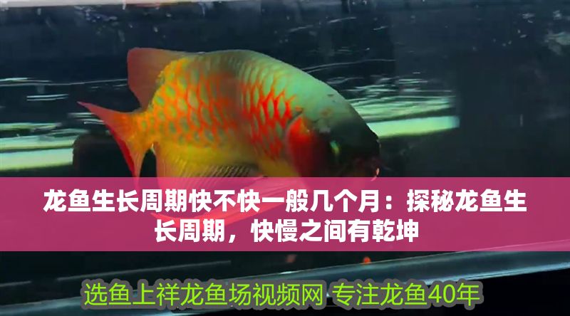 龍魚生長周期快不快一般幾個月：探秘龍魚生長周期，快慢之間有乾坤