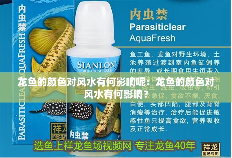 龍魚的顏色對風水有何影響呢：龍魚的顏色對風水有何影響？