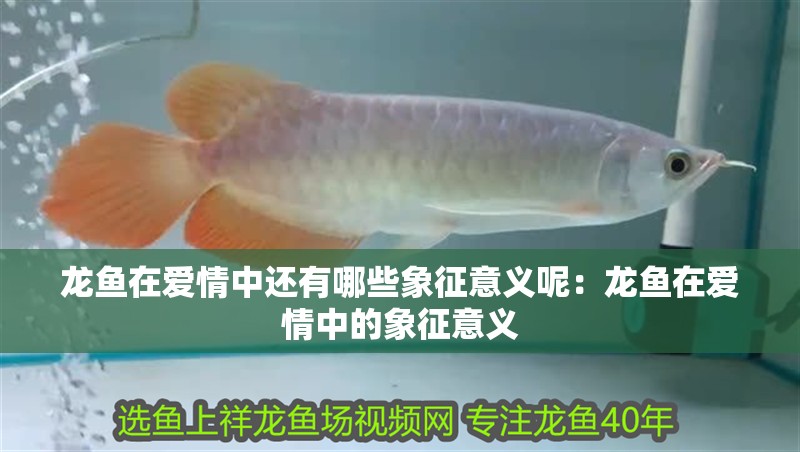 龍魚在愛情中還有哪些象征意義呢：龍魚在愛情中的象征意義