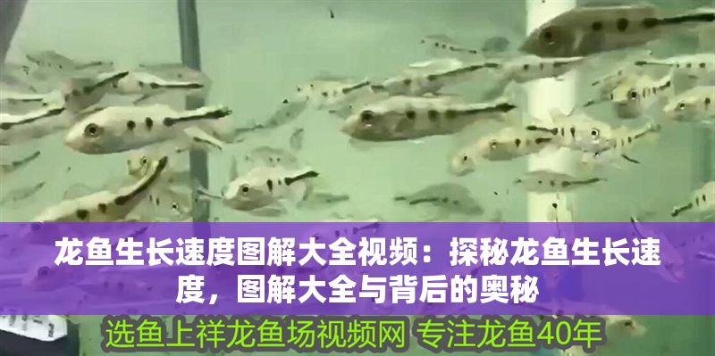 龍魚生長速度圖解大全視頻：探秘龍魚生長速度，圖解大全與背后的奧秘