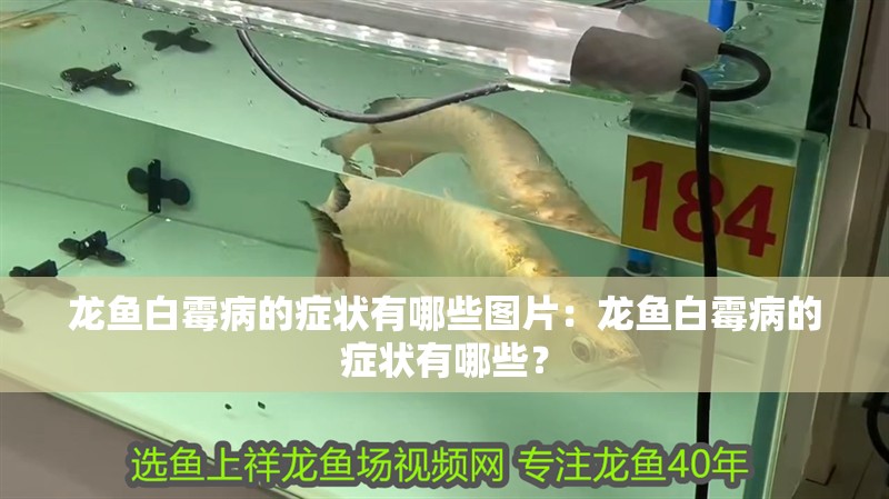 龍魚白霉病的癥狀有哪些圖片：龍魚白霉病的癥狀有哪些？