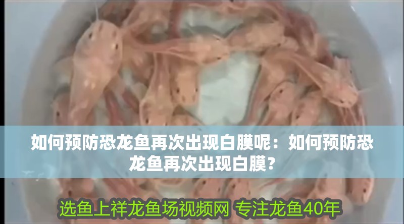 如何預(yù)防恐龍魚再次出現(xiàn)白膜呢：如何預(yù)防恐龍魚再次出現(xiàn)白膜？