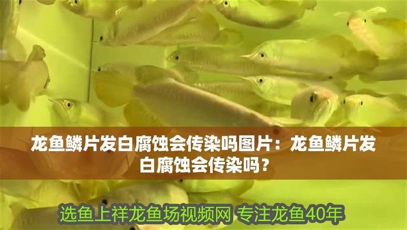 龍魚(yú)鱗片發(fā)白腐蝕會(huì)傳染嗎圖片：龍魚(yú)鱗片發(fā)白腐蝕會(huì)傳染嗎？ 龍魚(yú)鱗片發(fā)白腐蝕會(huì)傳染嗎圖片：龍魚(yú)鱗片發(fā)白腐蝕會(huì)傳染嗎？ 水族問(wèn)答