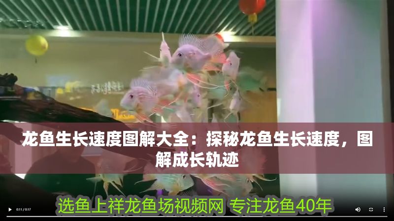 龍魚生長速度圖解大全：探秘龍魚生長速度，圖解成長軌跡