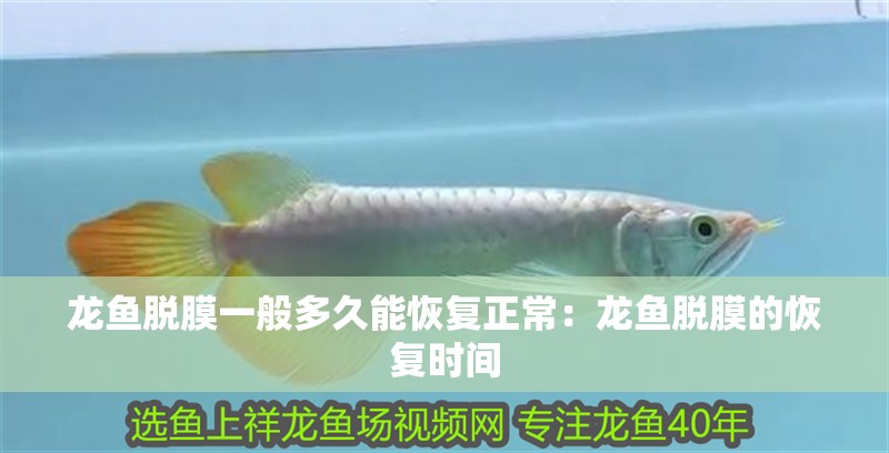 龍魚脫膜一般多久能恢復正常：龍魚脫膜的恢復時間