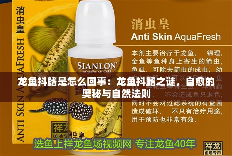 龍魚抖鰭是怎么回事：龍魚抖鰭之謎，自愈的奧秘與自然法則