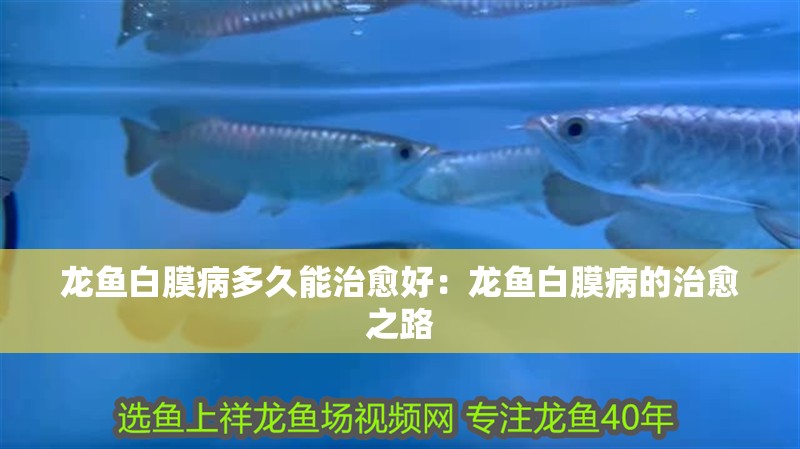 龍魚白膜病多久能治愈好：龍魚白膜病的治愈之路