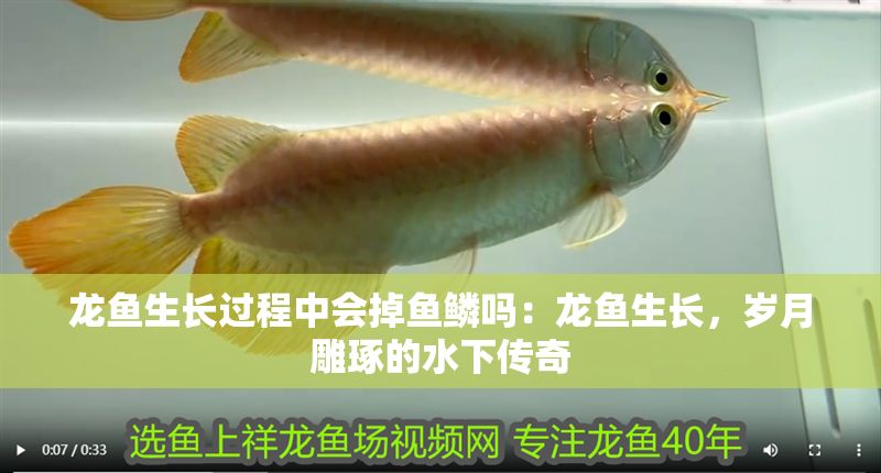 龍魚生長過程中會掉魚鱗嗎：龍魚生長，歲月雕琢的水下傳奇