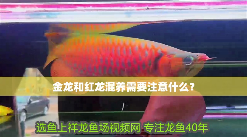 鸚鵡魚和銀龍魚混養怎樣喂食 金龍和紅龍混養需要注意什么? 龍魚百科 金龍和紅龍混養需要注意什么? 金龍和紅龍混養需要注意什么? 龍魚百科