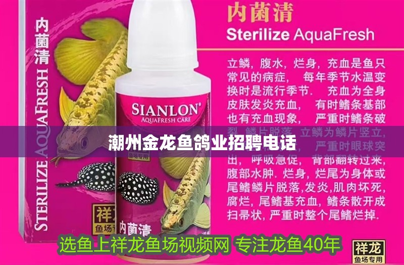 <strong><mark>潮州</mark></strong>金龍魚(yú)鴿業(yè)招聘電話(huà)