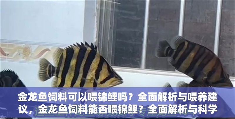 金龍魚飼料可以喂錦鯉嗎？全面解析與喂養(yǎng)建議，金龍魚飼料能否喂錦鯉？全面解析與科學(xué)喂養(yǎng)指南