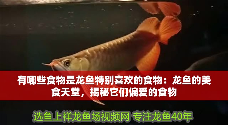 有哪些食物是龍魚特別喜歡的食物：龍魚的美食天堂，揭秘它們偏愛的食物