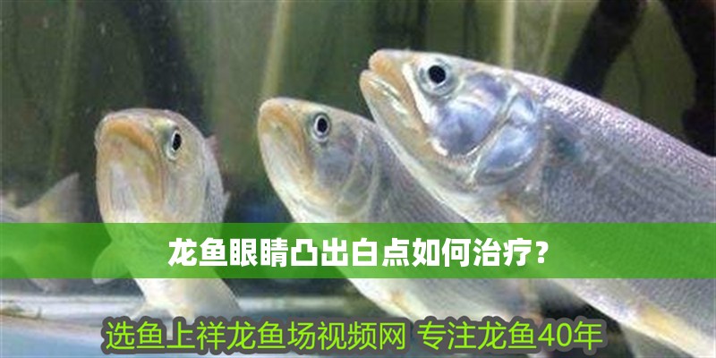 龍魚眼睛凸出白點如何治療？