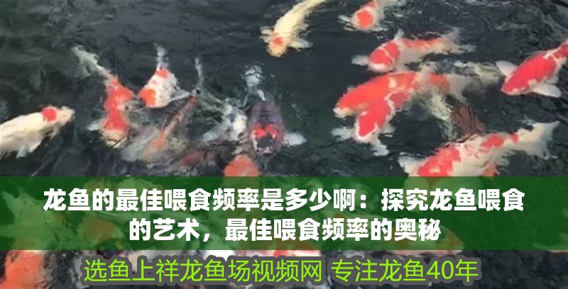 龍魚的最佳喂食頻率是多少?。禾骄魁堲~喂食的藝術(shù)，最佳喂食頻率的奧秘
