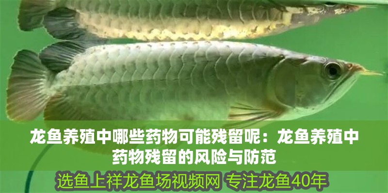 龍魚養(yǎng)殖中哪些藥物可能殘留呢：龍魚養(yǎng)殖中藥物殘留的風(fēng)險(xiǎn)與防范