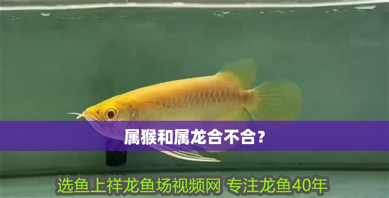 魚缸用增氧泵價格是多少:魚缸增氧機-xtrac增氧機-xtrac增氧機 屬猴和屬龍合不合? 龍魚百科 屬猴和屬龍合不合? 屬猴和屬龍合不合? 龍魚百科