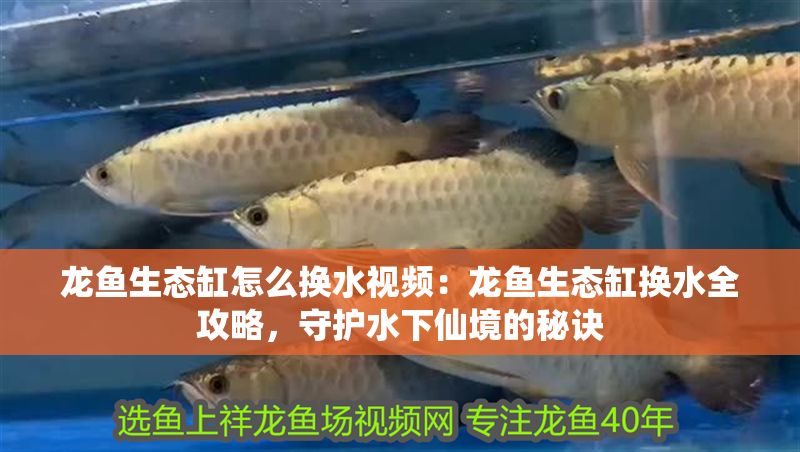 龍魚生態(tài)缸怎么換水視頻:龍魚生態(tài)缸換水全攻略,守護(hù)水下仙境的秘訣 龍魚百科 第1張 龍魚生態(tài)缸怎么換水視頻:龍魚生態(tài)缸換水全攻略,守護(hù)水下仙境的秘訣 龍魚生態(tài)缸怎么換水視頻:龍魚生態(tài)缸換水全攻略,守護(hù)水下仙境的秘訣 龍魚百科 第1張