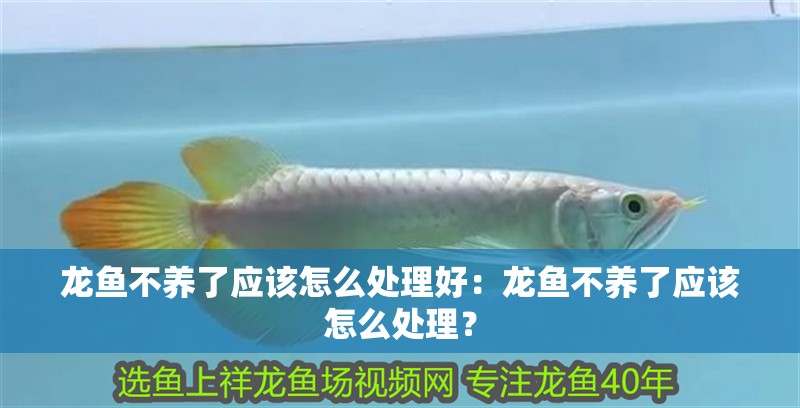 龍魚不養了應該怎么處理好：龍魚不養了應該怎么處理？