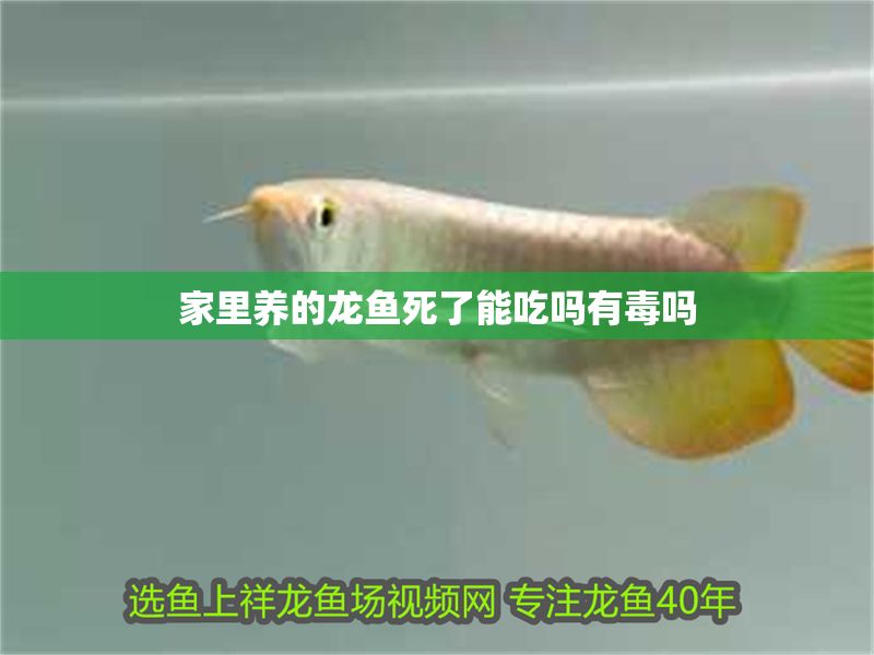 家里養的龍魚死了能吃嗎有毒嗎 龍魚百科 第2張 家里養的龍魚死了能吃嗎有毒嗎 家里養的龍魚死了能吃嗎有毒嗎 龍魚百科 第2張