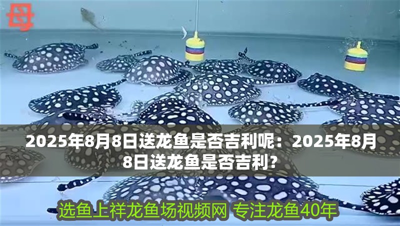2025年8月8日送龍魚是否吉利呢：2025年8月8日送龍魚是否吉利？