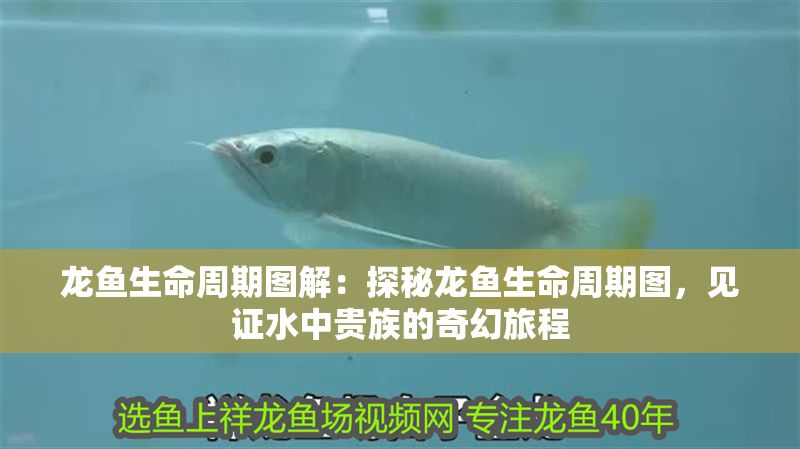 龍魚生命周期圖解：探秘龍魚生命周期圖，見證水中貴族的奇幻旅程