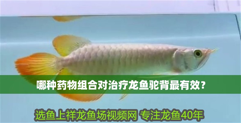哪種藥物組合對治療龍魚駝背最有效？