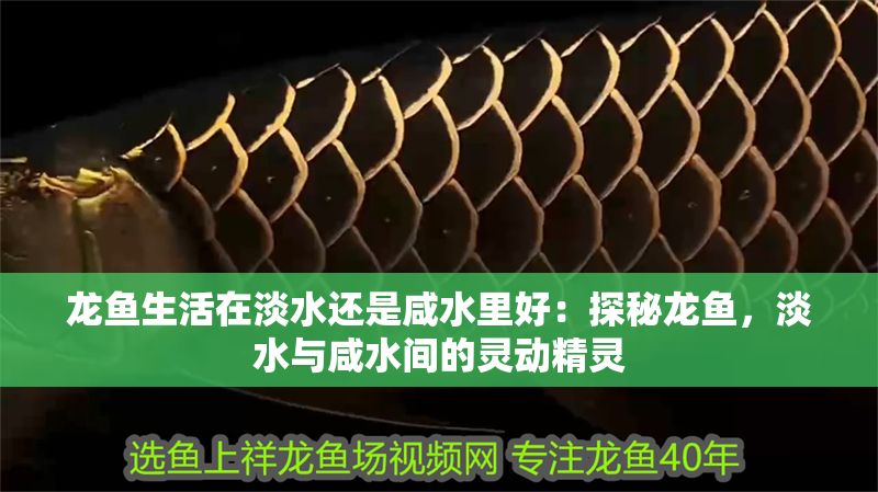 龍魚(yú)生活在淡水還是咸水里好：探秘龍魚(yú)，淡水與咸水間的靈動(dòng)精靈