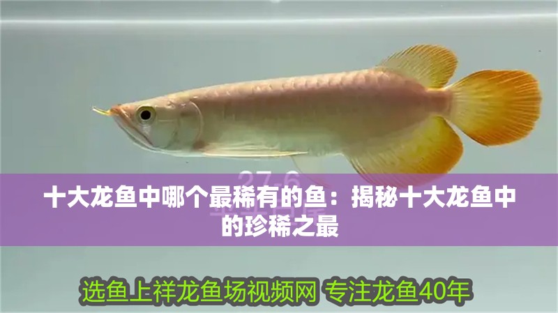 十大龍魚中哪個最稀有的魚：揭秘十大龍魚中的珍稀之最