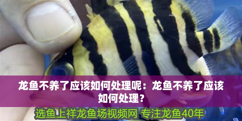 龍魚不養了應該如何處理呢：龍魚不養了應該如何處理？