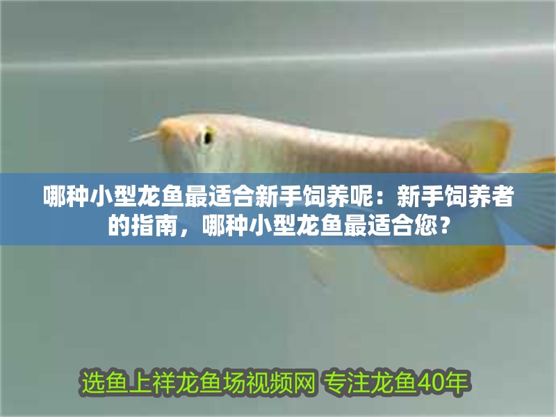 哪種小型龍魚最適合新手飼養(yǎng)呢：新手飼養(yǎng)者的指南，哪種小型龍魚最適合您？