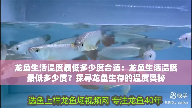 龍魚生活溫度最低多少度合適：龍魚生活溫度最低多少度？探尋龍魚生存的溫度奧秘