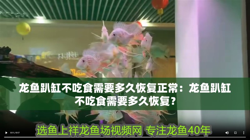 龍魚趴缸不吃食需要多久恢復正常：龍魚趴缸不吃食需要多久恢復？