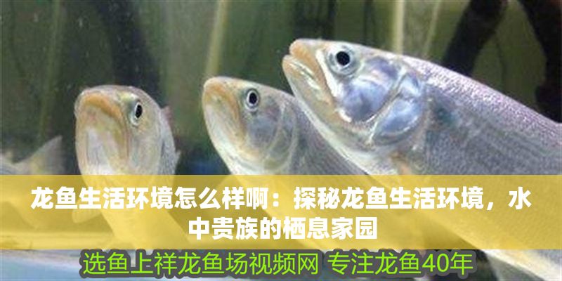 龍魚生活環(huán)境怎么樣啊：探秘龍魚生活環(huán)境，水中貴族的棲息家園