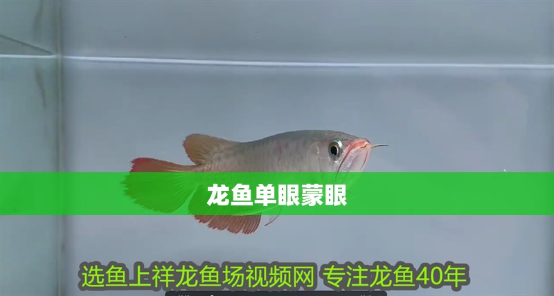 龍魚單眼蒙眼