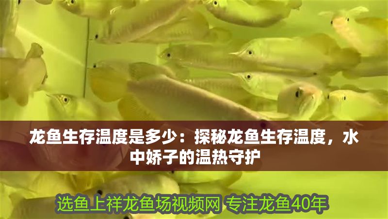 龍魚生存溫度是多少：探秘龍魚生存溫度，水中嬌子的溫熱守護