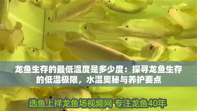 龍魚(yú)生存的最低溫度是多少度：探尋龍魚(yú)生存的低溫極限，水溫奧秘與養(yǎng)護(hù)要點(diǎn) 龍魚(yú)生存的最低溫度是多少度：探尋龍魚(yú)生存的低溫極限，水溫奧秘與養(yǎng)護(hù)要點(diǎn) 龍魚(yú)百科 第1張