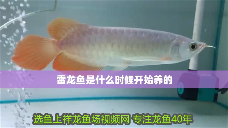 雷龍魚是什么時候開始養的
