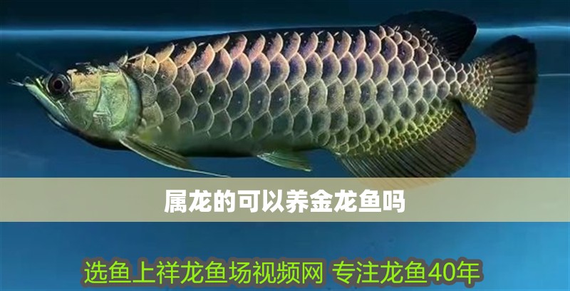 屬龍的可以養(yǎng)金龍魚(yú)嗎
