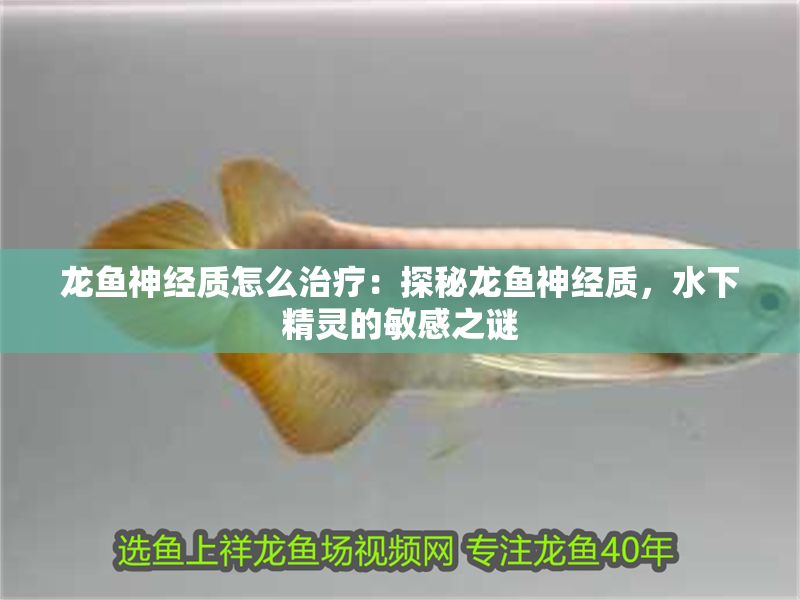 龍魚神經(jīng)質(zhì)怎么治療：探秘龍魚神經(jīng)質(zhì)，水下精靈的敏感之謎