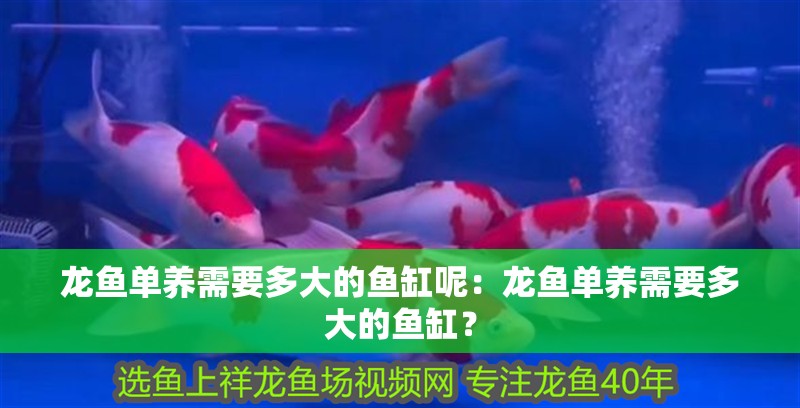 龍魚單養需要多大的魚缸呢：龍魚單養需要多大的魚缸？