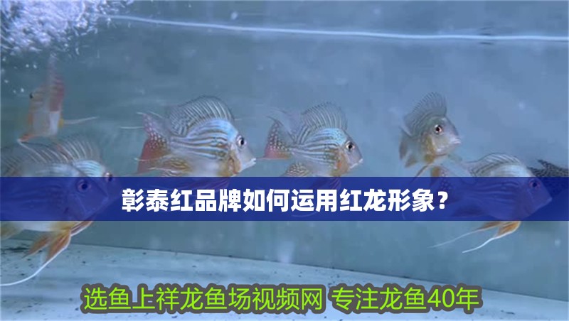 彰泰紅品牌如何運(yùn)用紅龍形象？
