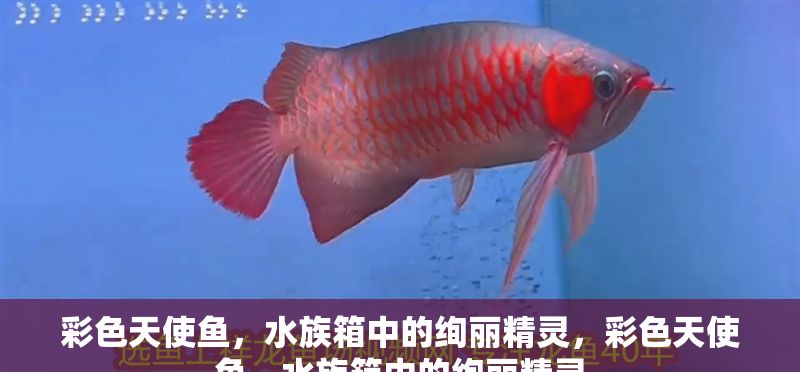 彩色天使魚，水族箱中的絢麗精靈，彩色天使魚，水族箱中的絢麗精靈 彩色天使魚，水族箱中的絢麗精靈，彩色天使魚，水族箱中的絢麗精靈 龍魚百科 第1張
