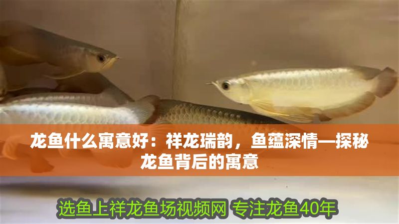 龍魚什么寓意好：祥龍瑞韻，魚蘊(yùn)深情—探秘龍魚背后的寓意